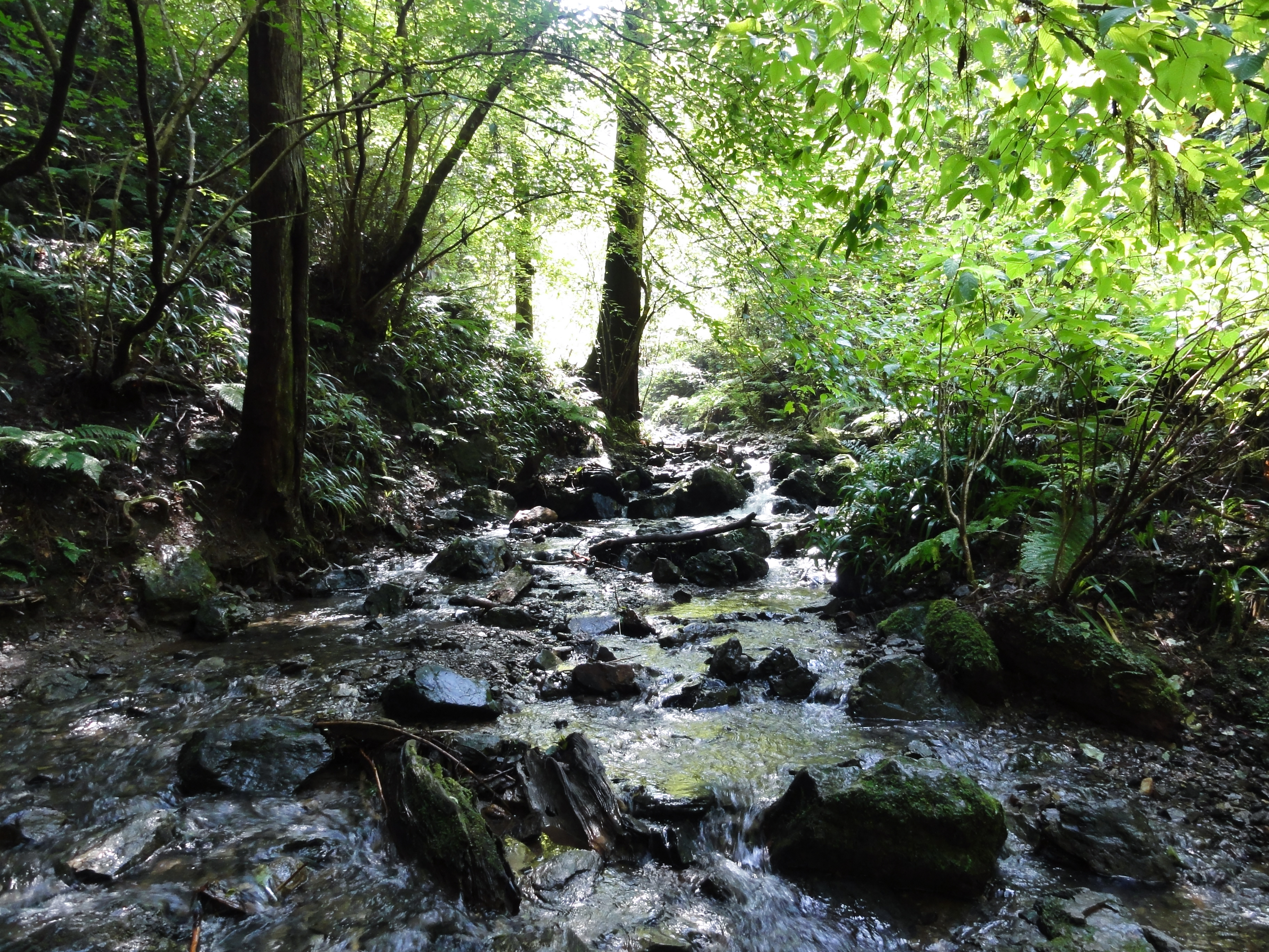 高尾山の小川