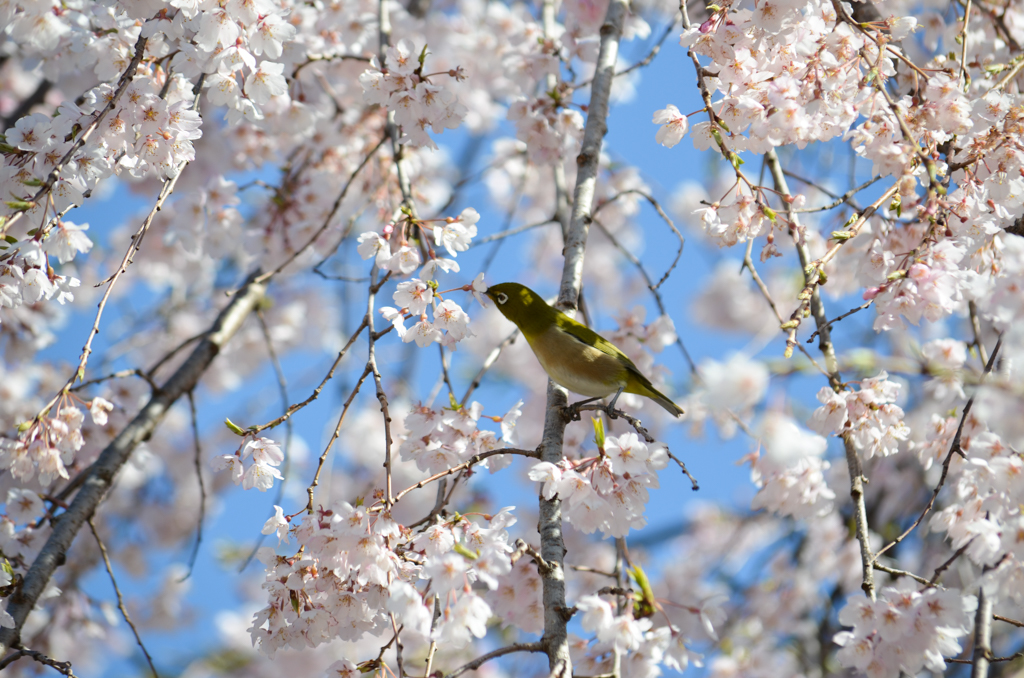 しだれ桜とメジロ