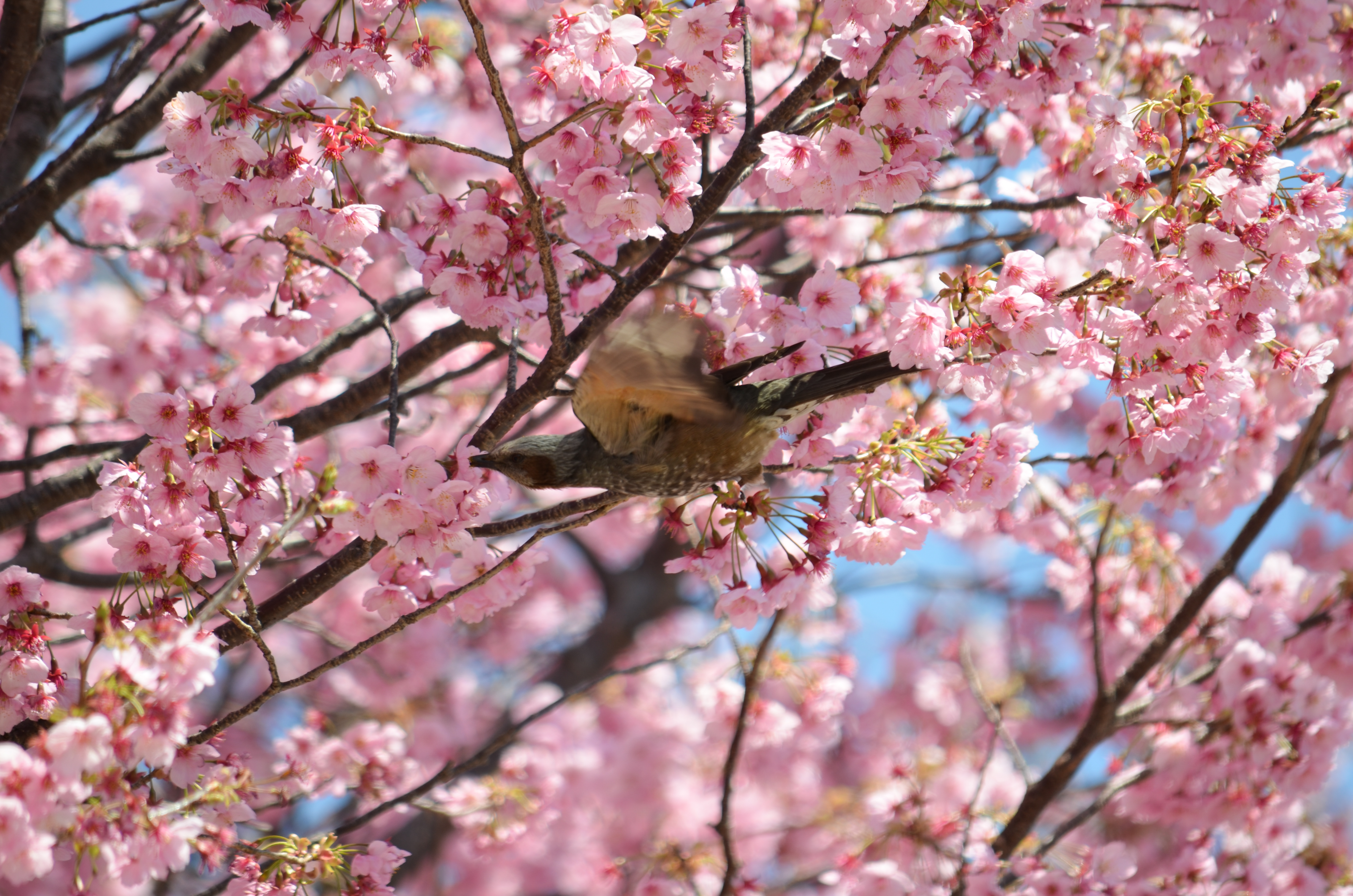 花と鳥