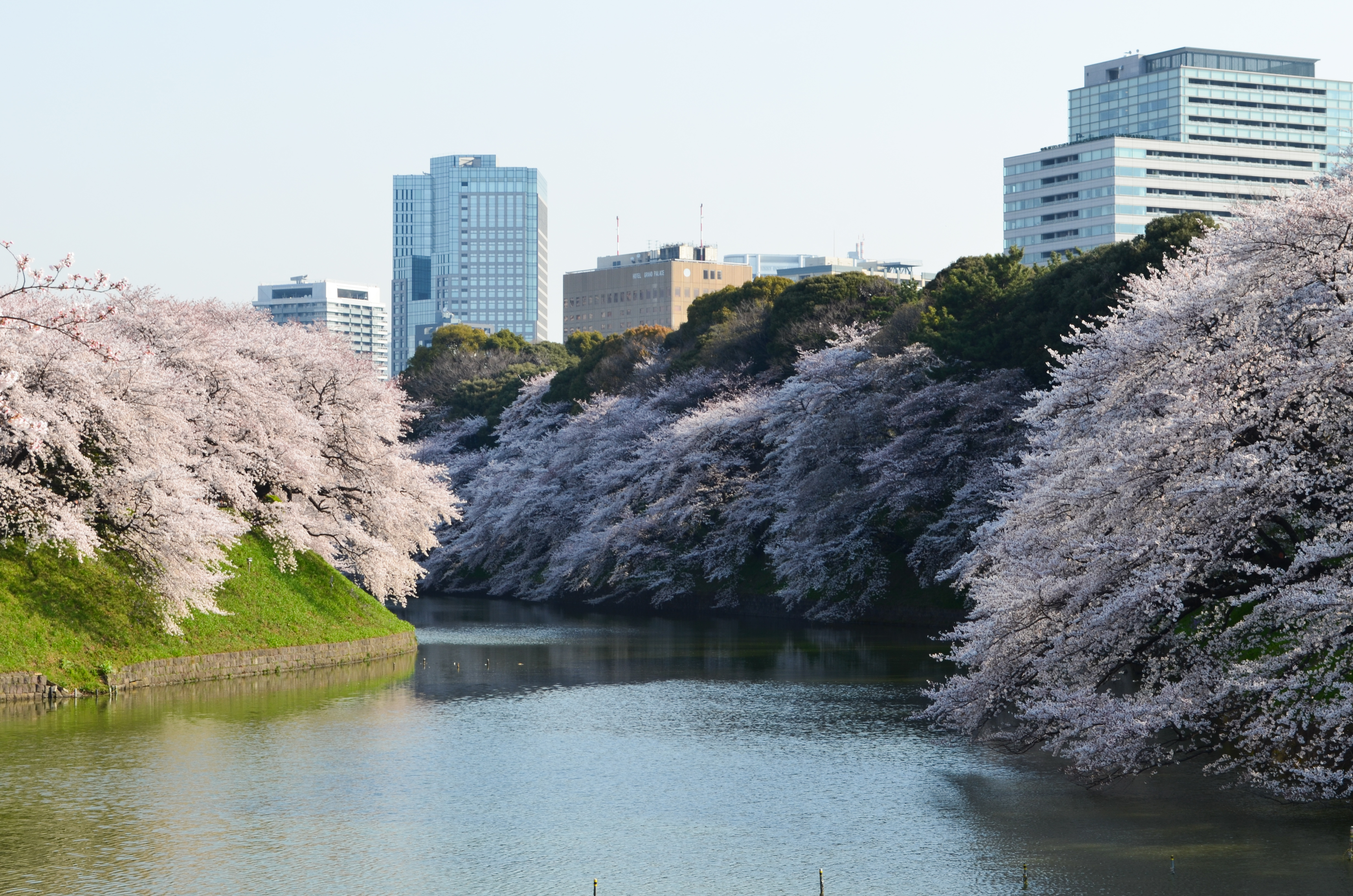 千鳥ヶ淵の桜