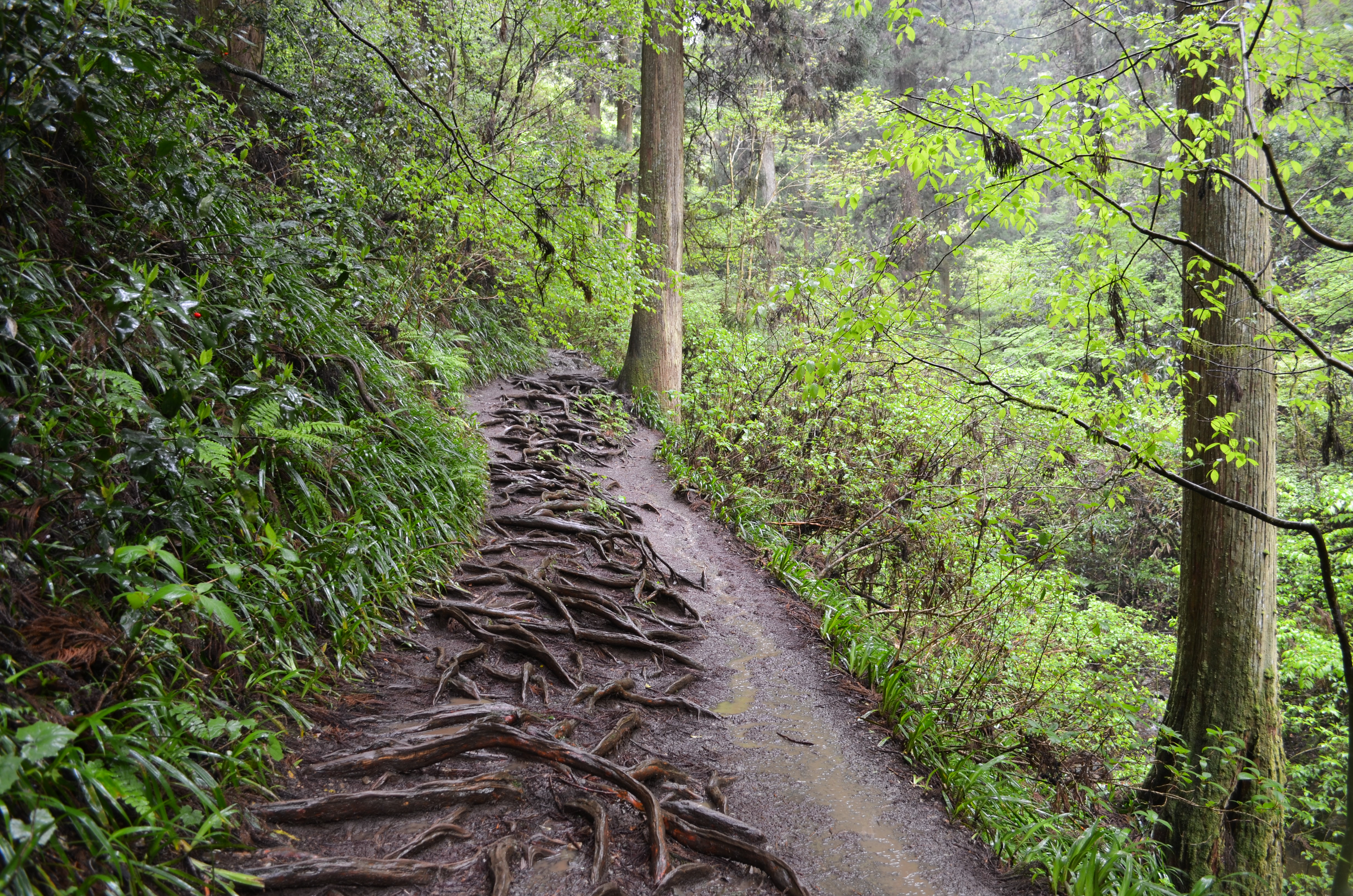 高尾山の山道