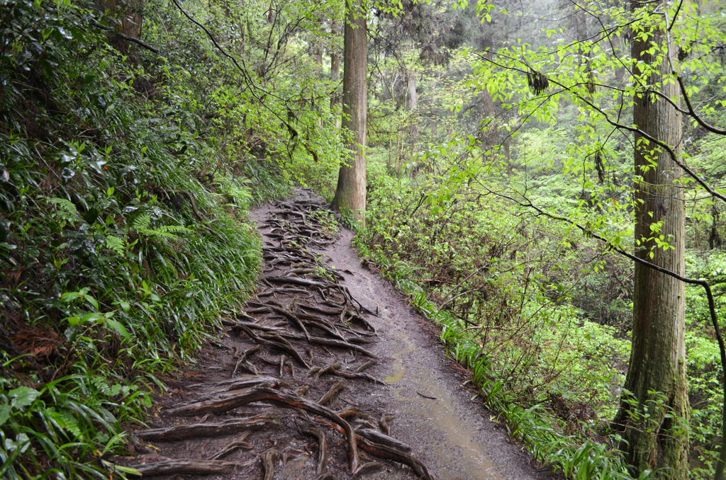 高尾山の山道