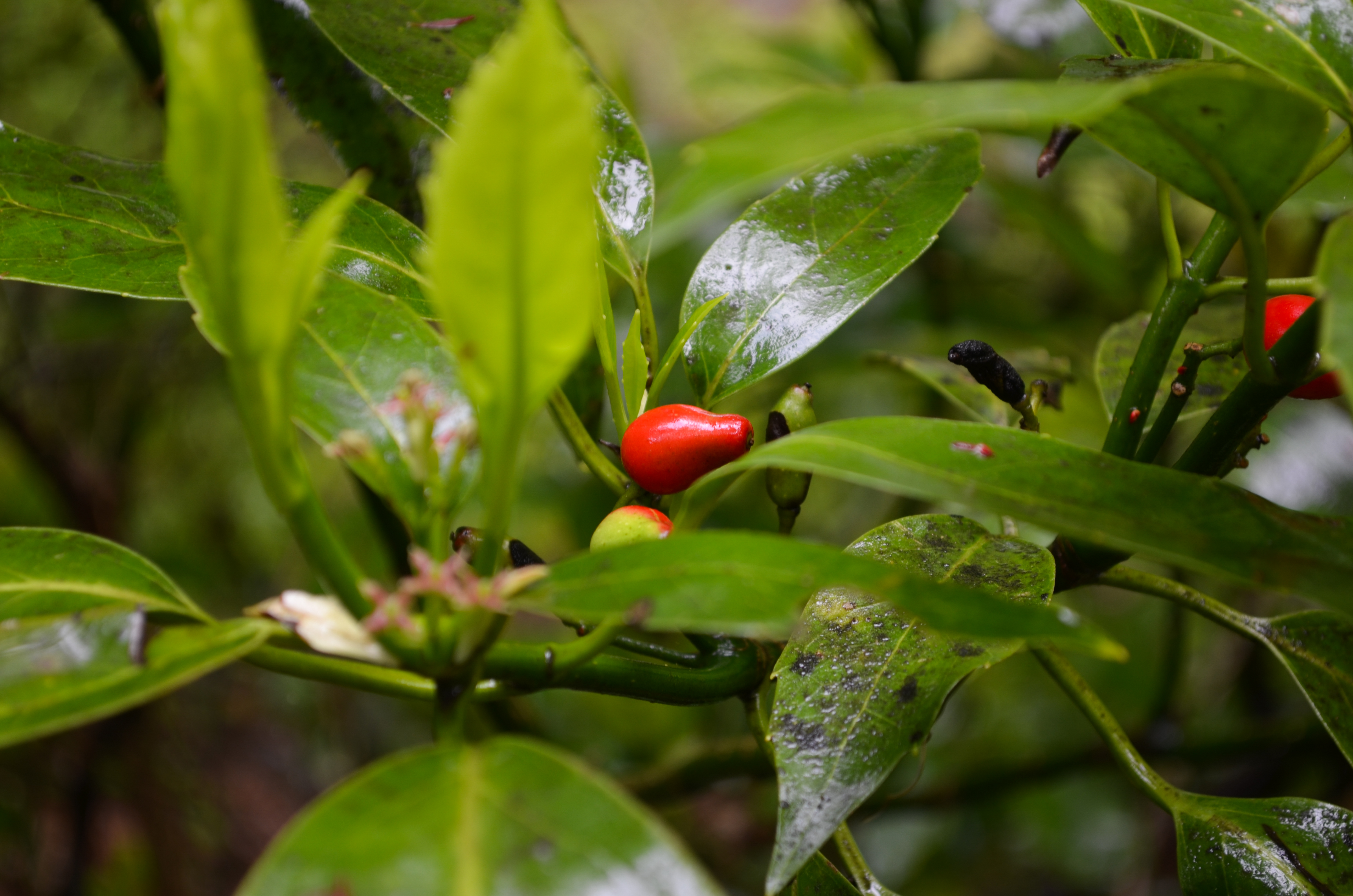 山道の植物