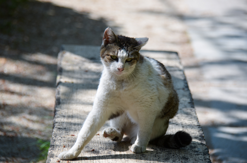 京都で出会った猫