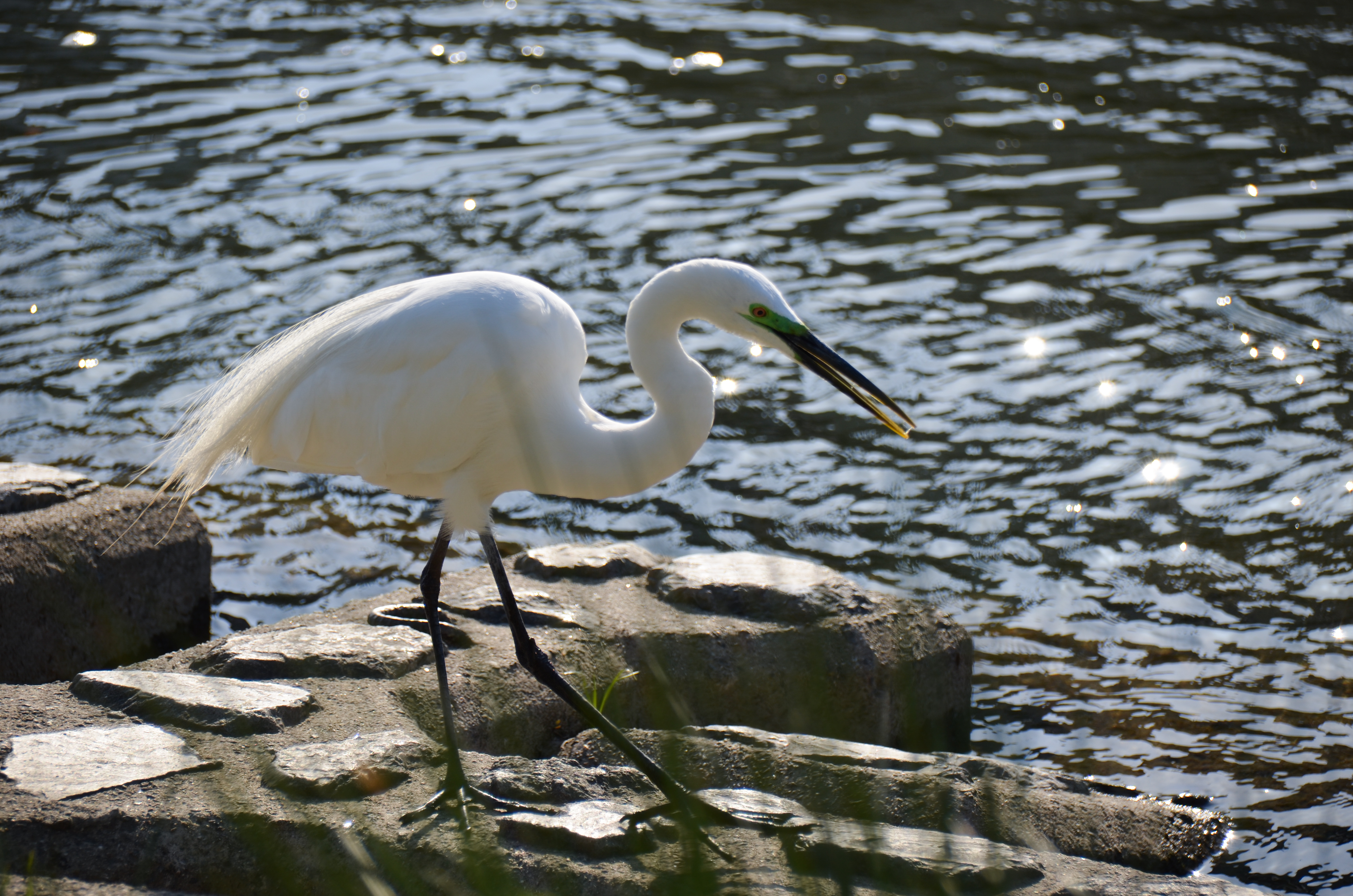 川辺の鳥