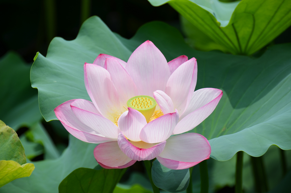 上野公園の蓮