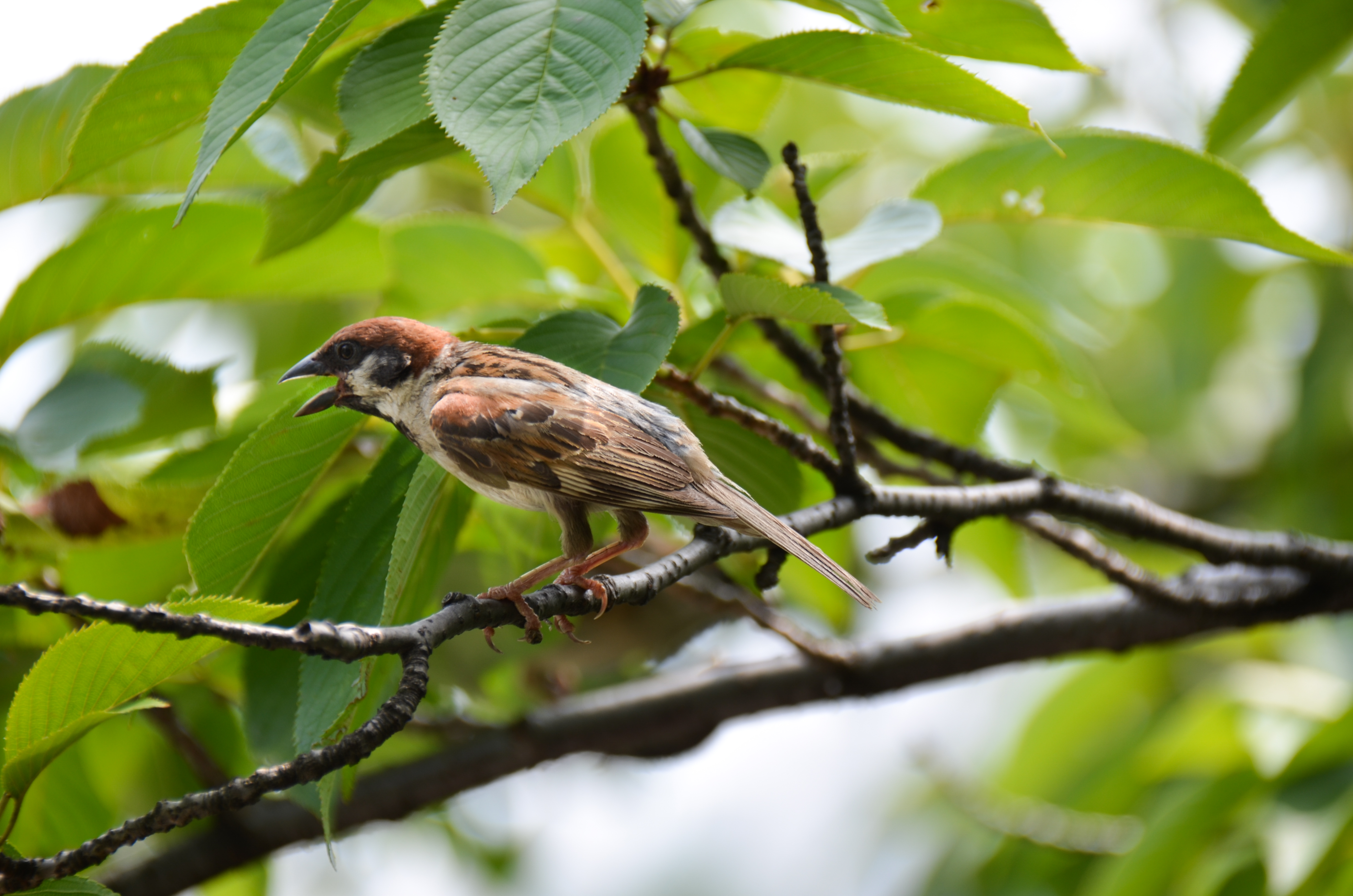 上野公園の雀2