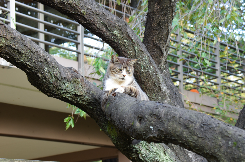 木の上の猫