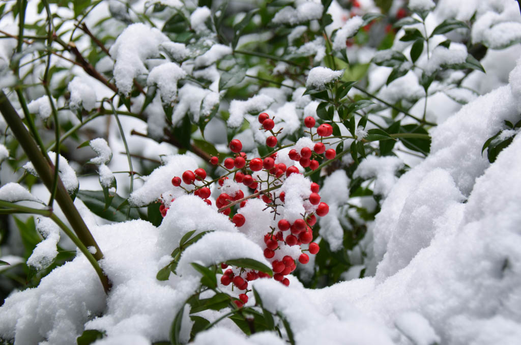 雪と植物-新宿御苑-