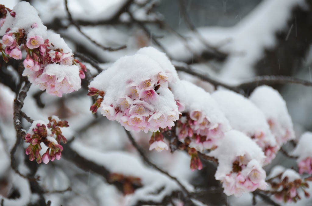 雪と植物-新宿御苑-