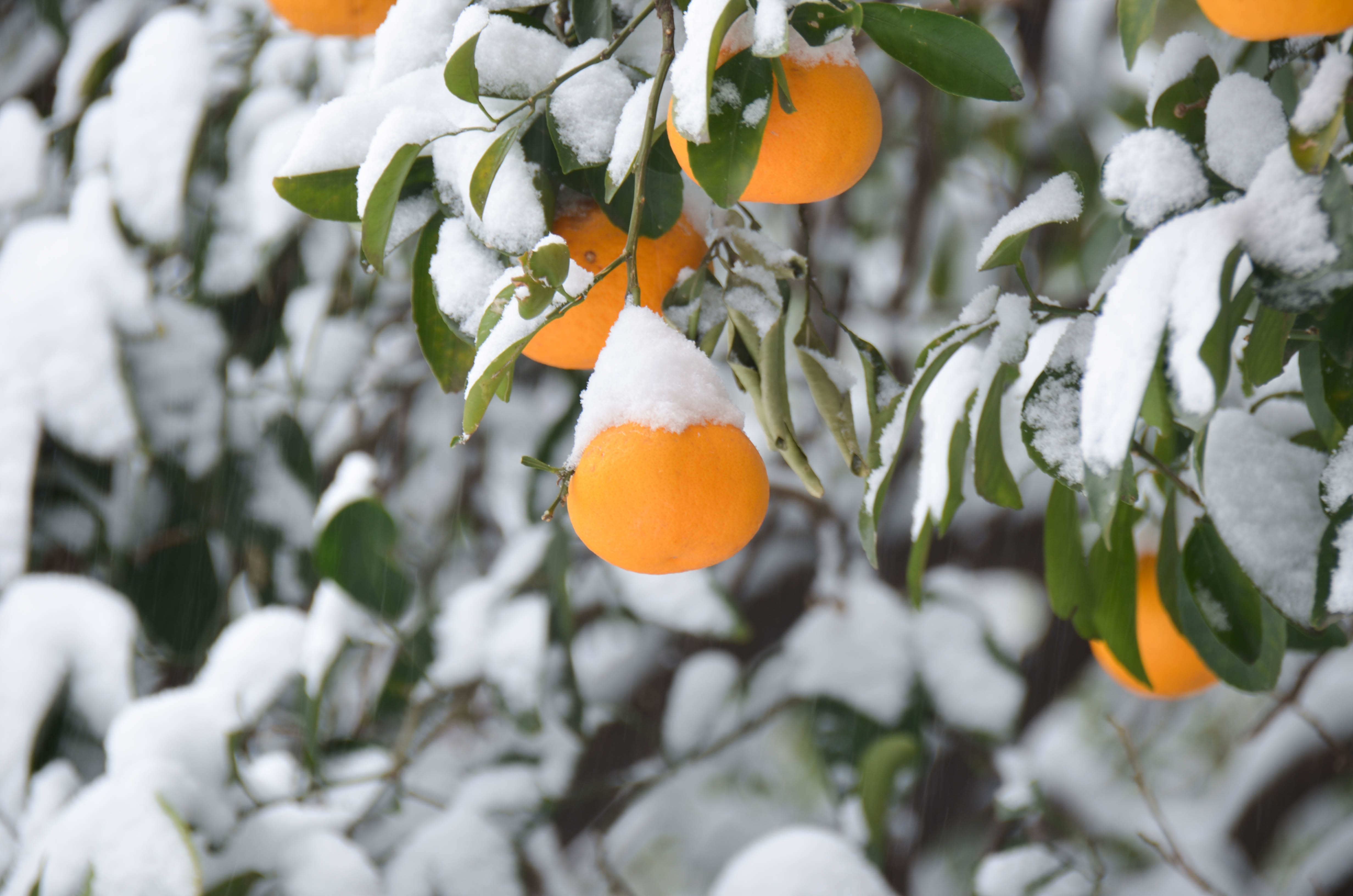 雪と植物-新宿御苑-