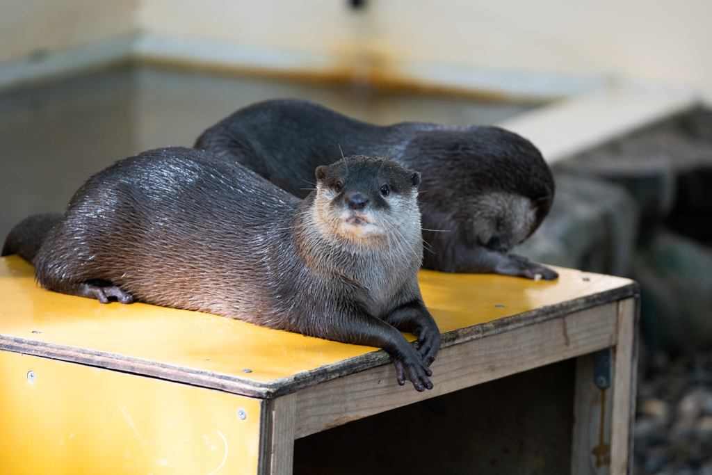 カワウソ-くつろぎ-