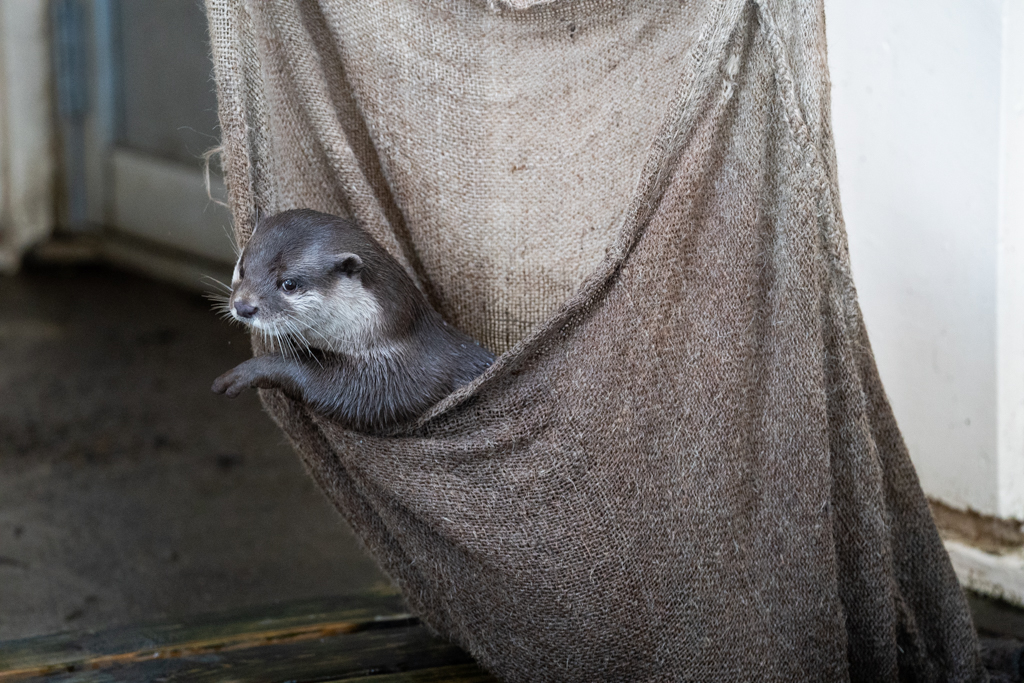 カワウソ-かわいさアピール-