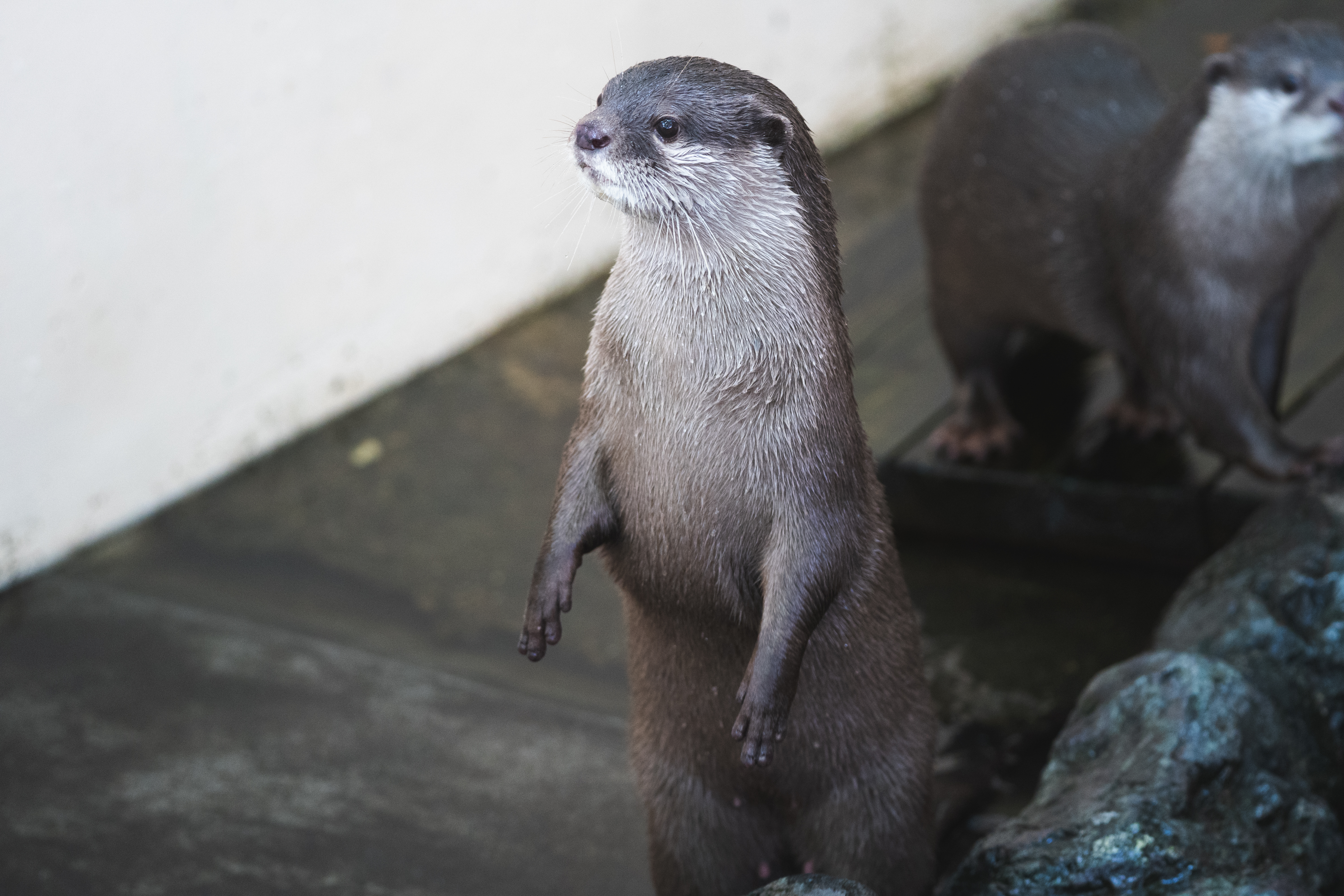 カワウソ-警戒-