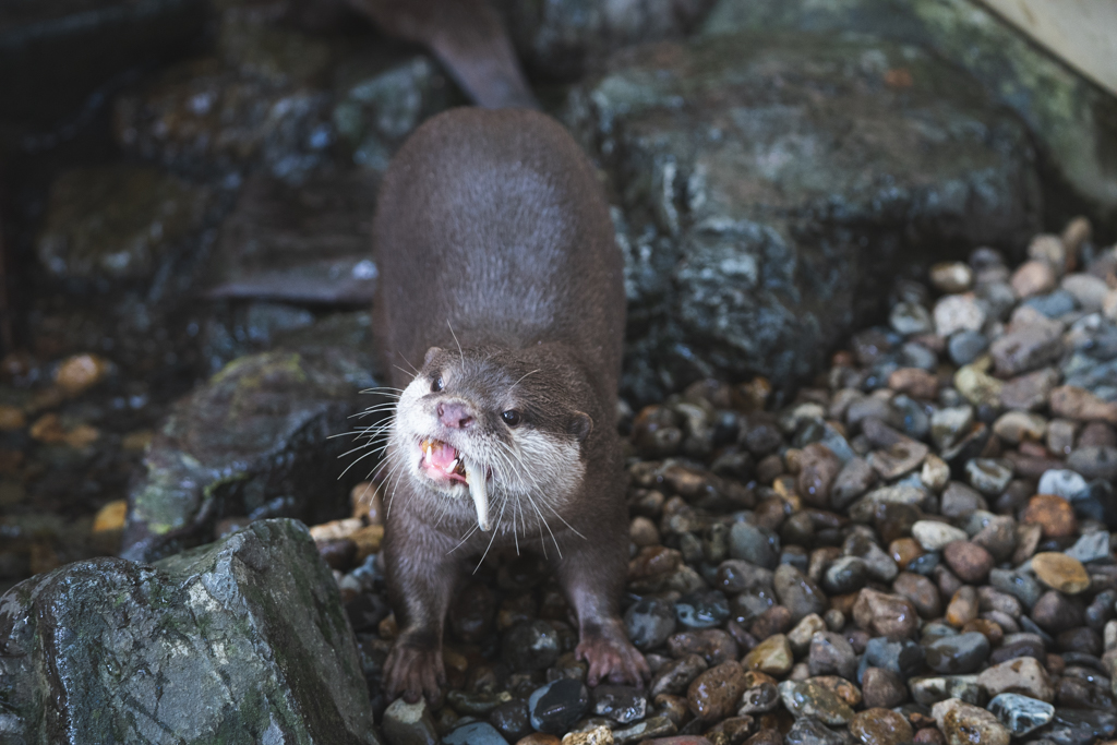 カワウソ-食事時は凶暴1-