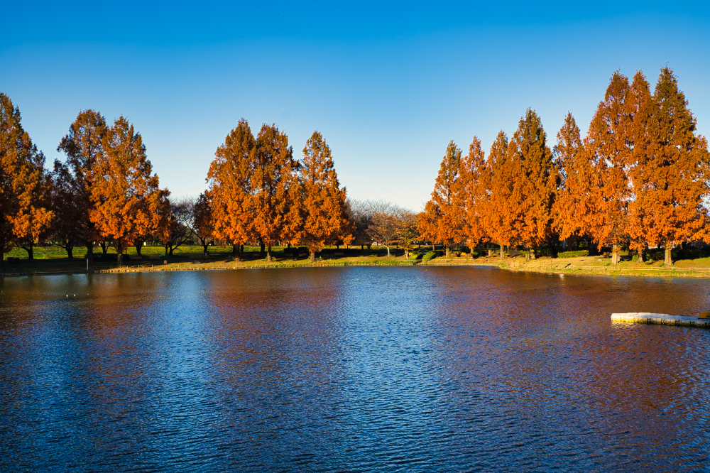 川越水上公園の紅葉1