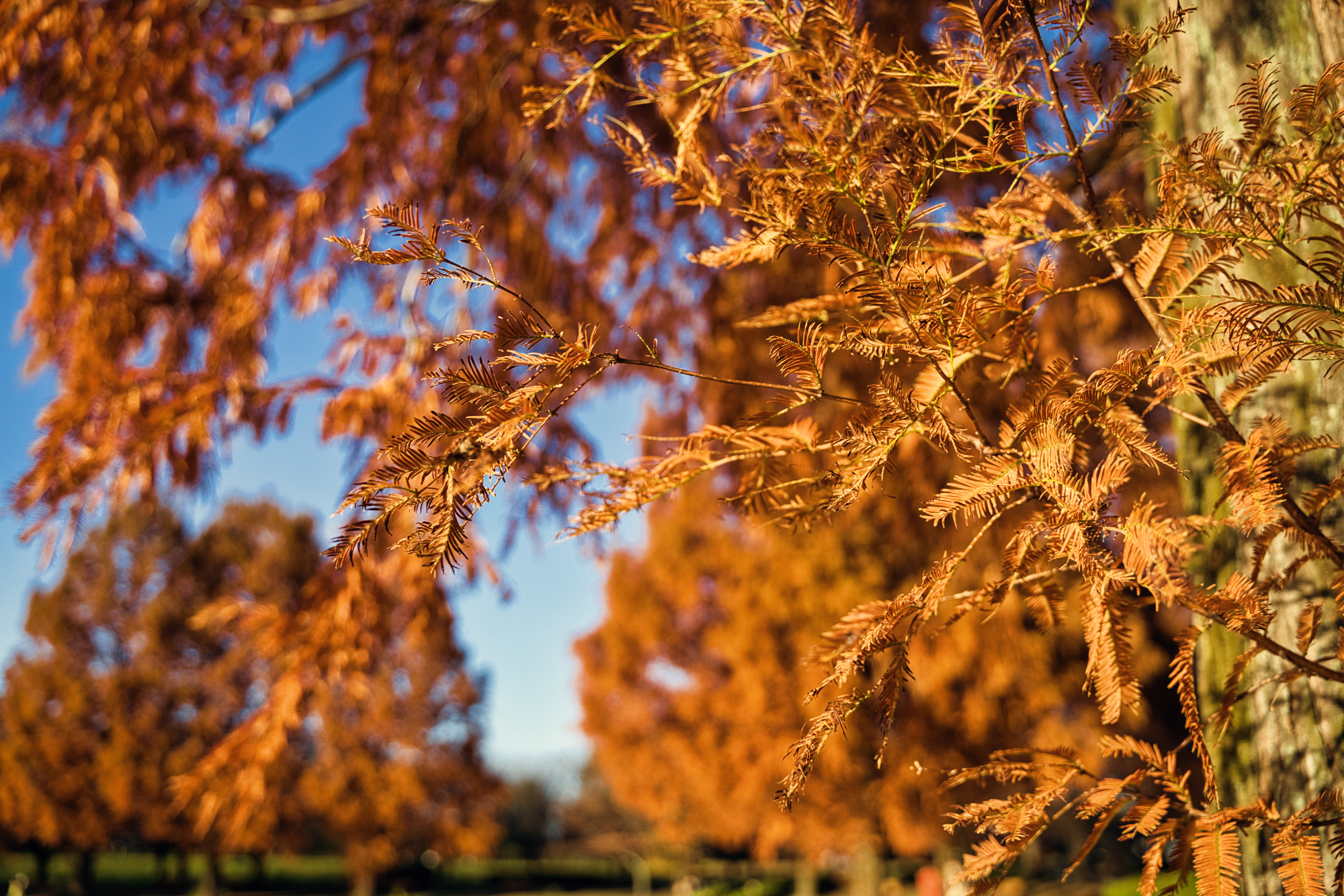 川越水上公園の紅葉2