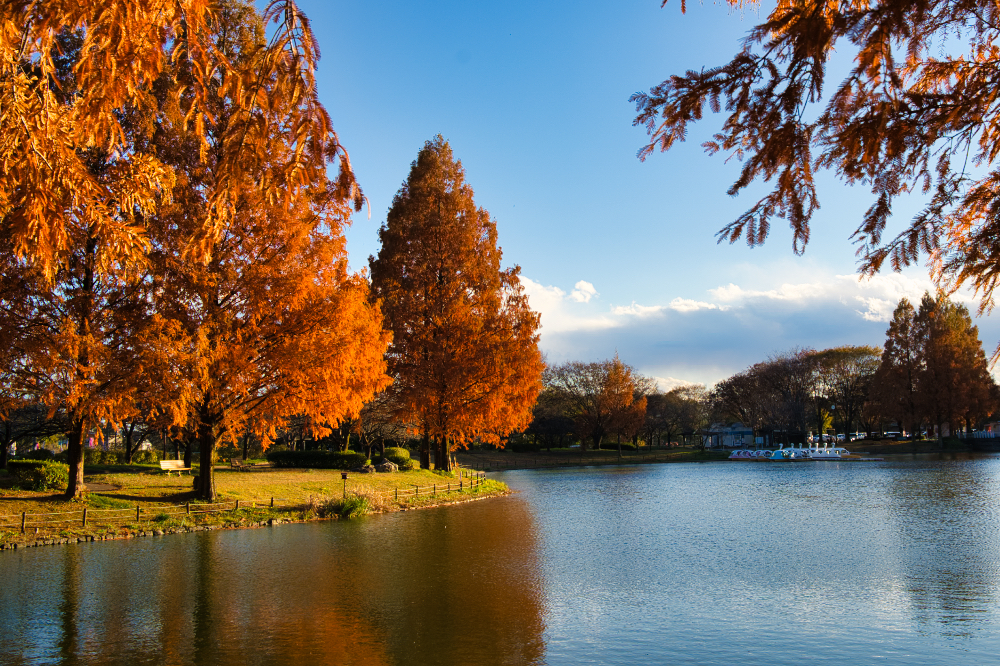 川越水上公園の紅葉3