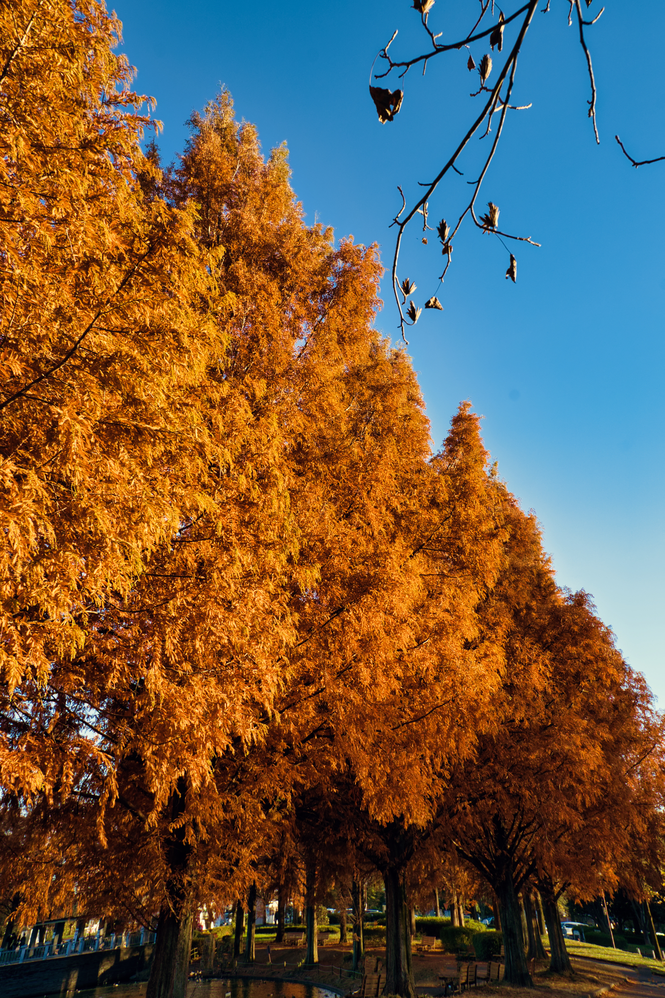 川越水上公園の紅葉4