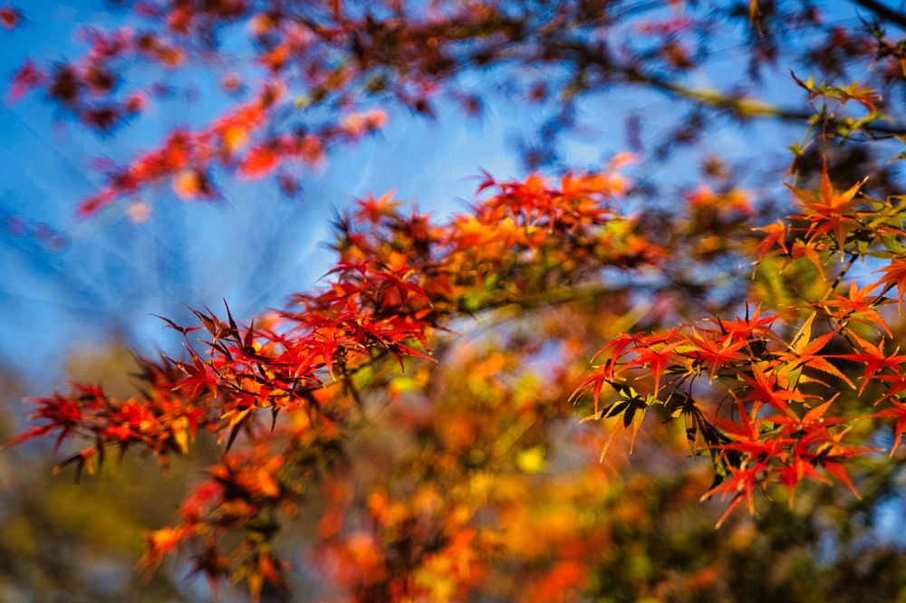 川越水上公園の紅葉5