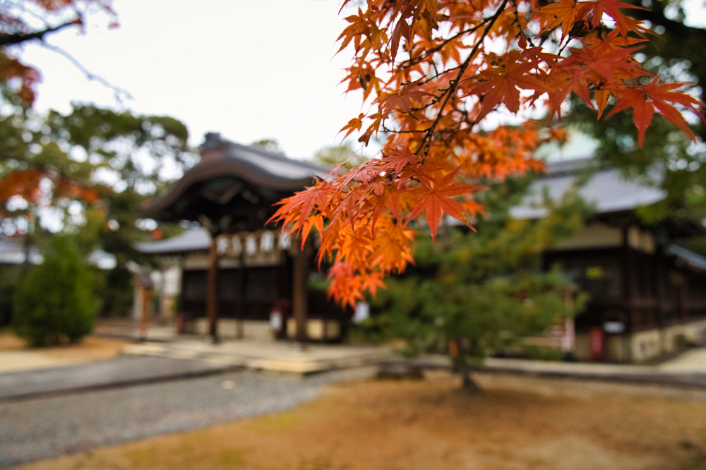 紅葉と神社