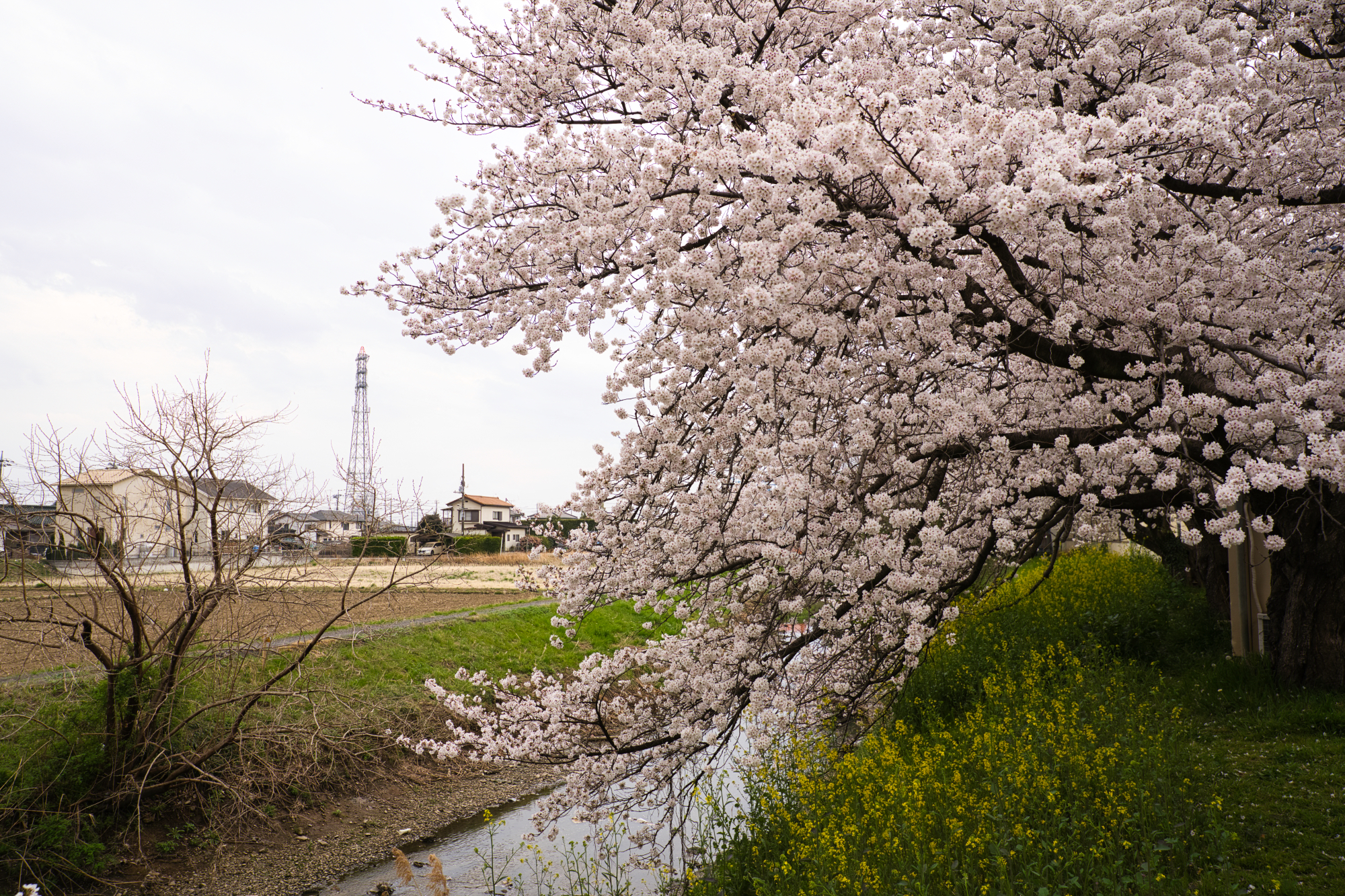 桜