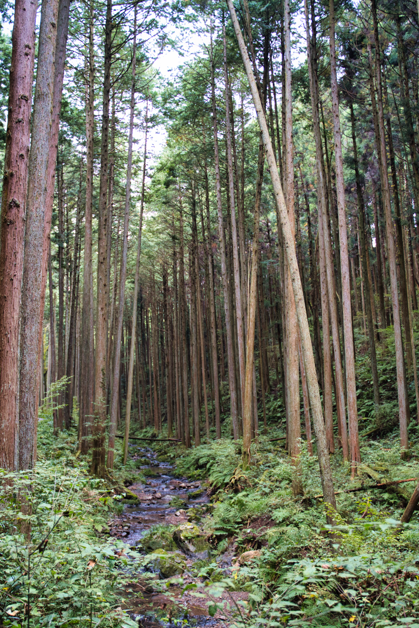 物見山周辺