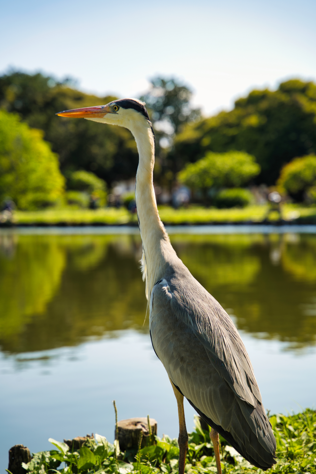 水辺の鳥