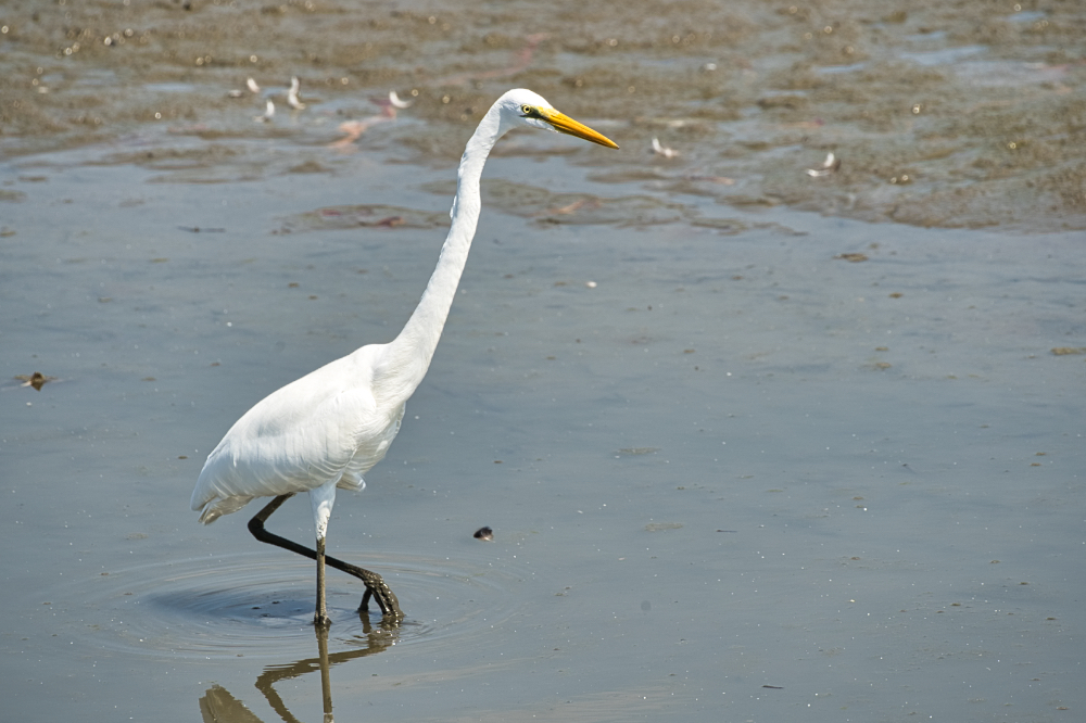 伊佐沼の鳥