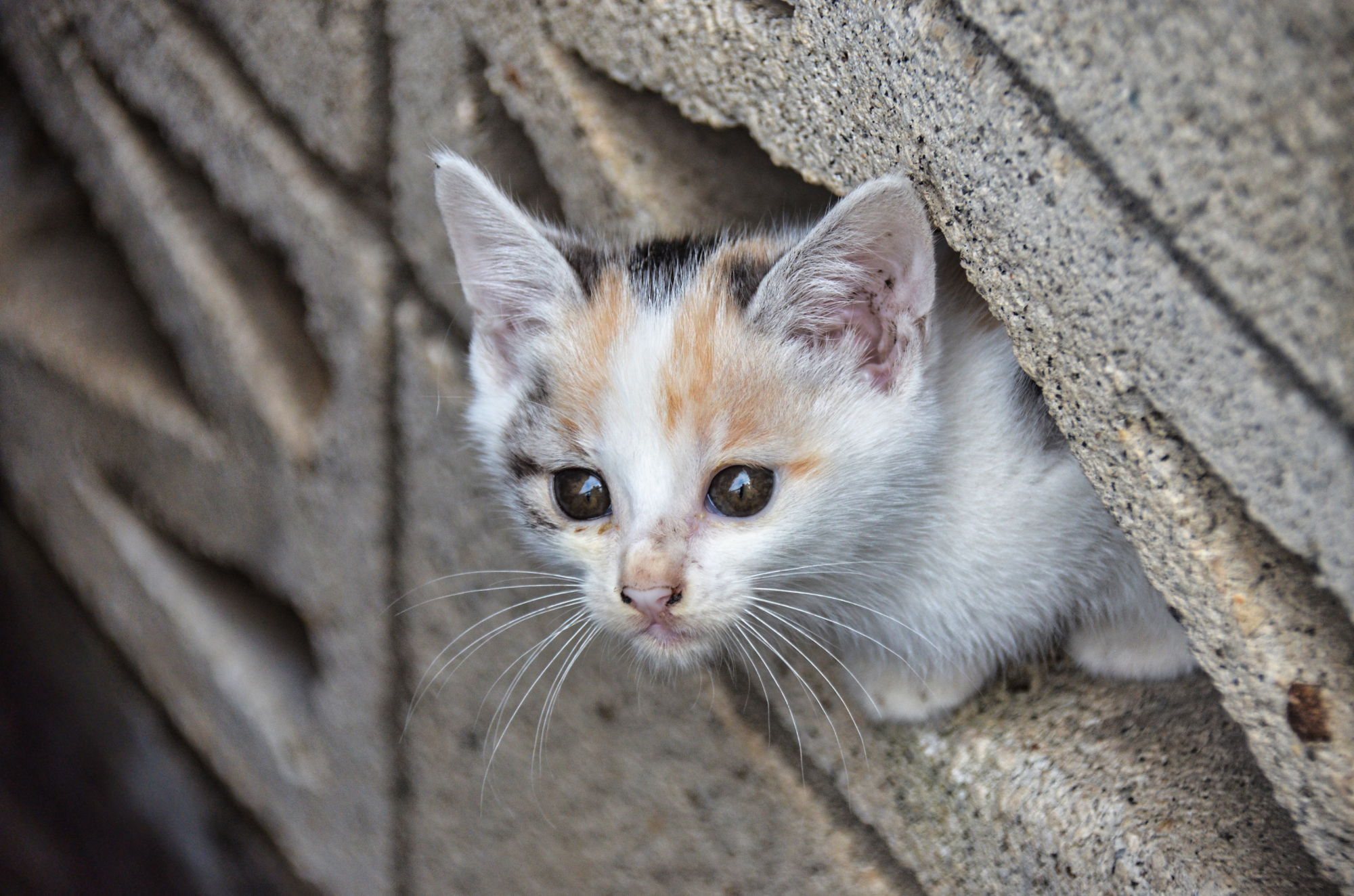 野良の子猫