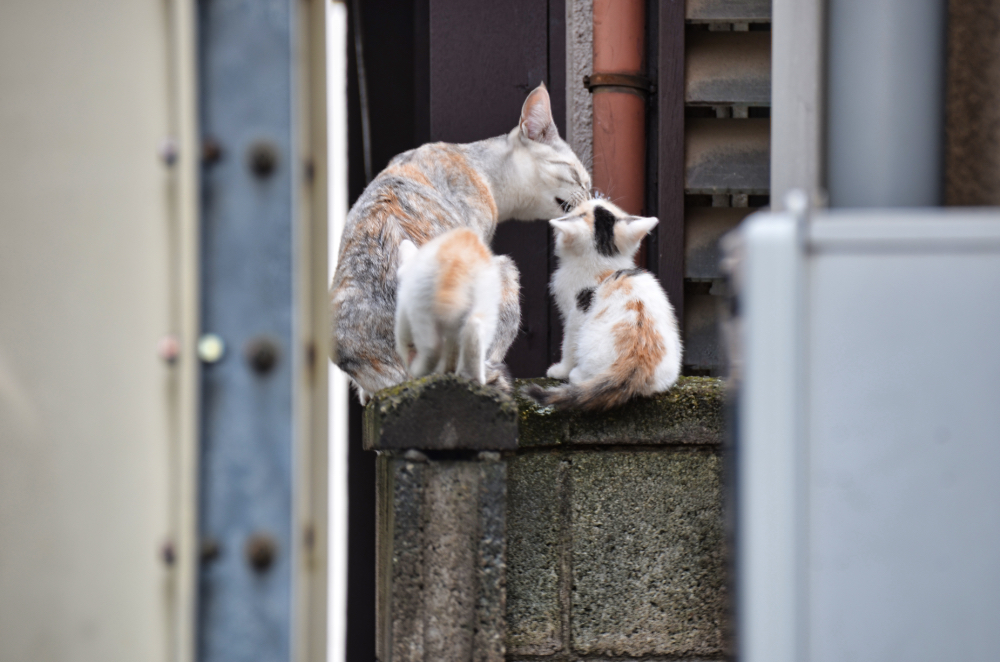 野良猫の親子