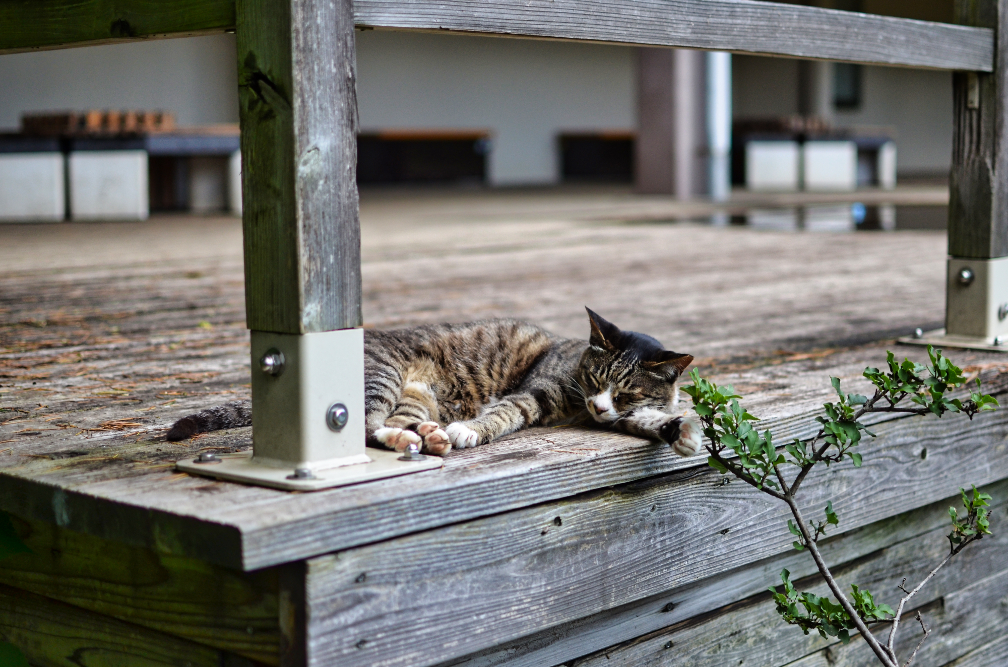 新宿御苑の猫